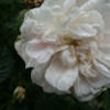 debbie_gelder